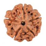 5 Mukhi Rudraksha 19.7mm 2.89gm - Rudraksha
