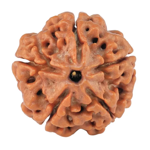 5 Mukhi Rudraksha 19.7mm 2.89gm - Rudraksha