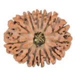 13 Mukhi Rudraksha 25.5mm 3.91gm - Rudraksha