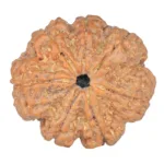 7 Mukhi Rudraksha 26.7mm 5.8gm - Rudraksha