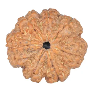 7 Mukhi Rudraksha 26.7mm 5.8gm - Rudraksha