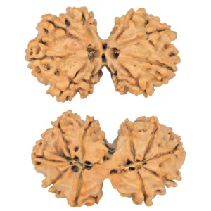 10 Mk Gaurishankar 40.2mm 7.63gm - Rudraksha