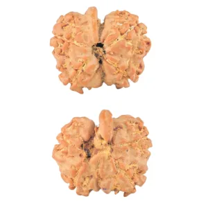 4 Mukhi G.S & Ganesh 19.5mm 2.08gm - Rudraksha