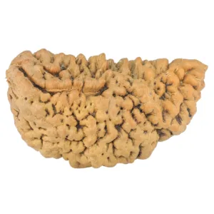 1 Mukhi Rudraksha 33mm 4.68gm - Rudraksha