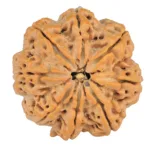8 Mukhi Rudraksha 30mm 8gm - Rudraksha