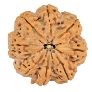 8 Mukhi Rudraksha 30mm 8gm - Rudraksha