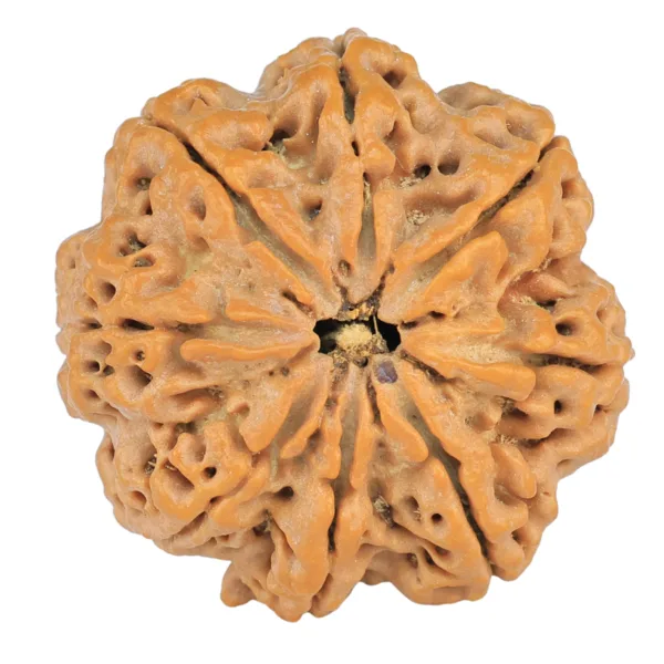 8 Mukhi Rudraksha 30mm 8gm - Rudraksha