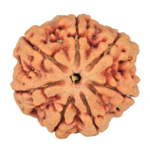 7 Mukhi Rudraksha 27.2mm 6.12gm