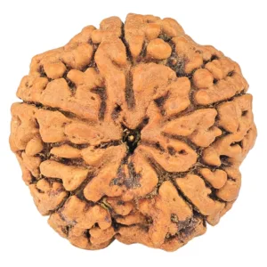 5 Mukhi Rudraksha 32.1mm 8.83gm