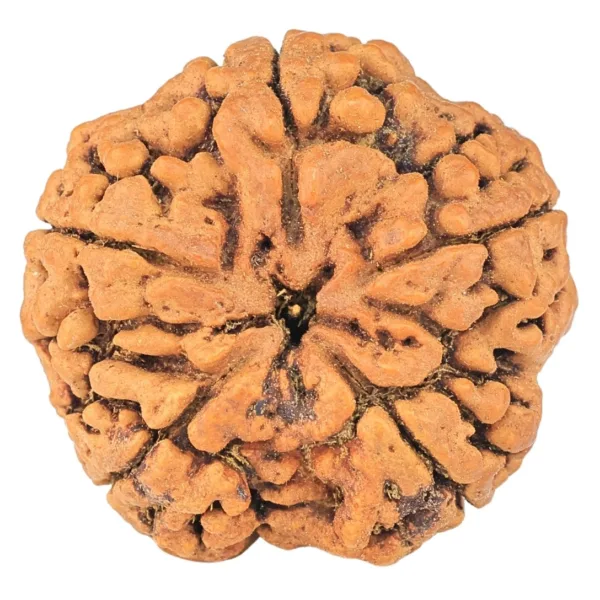 5 Mukhi Rudraksha 32.1mm 8.83gm - Rudraksha