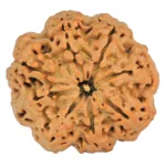 8 Mukhi Rudraksha 31.6mm 8.29gm - Rudraksha