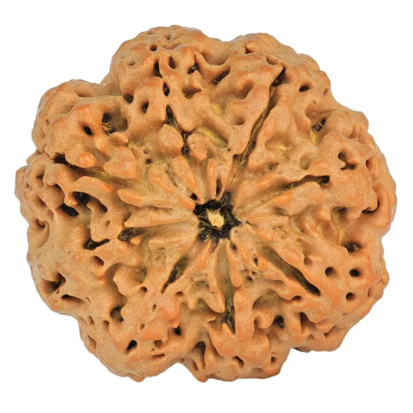 8 Mukhi Rudraksha 31.6mm 8.29gm - Rudraksha