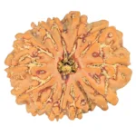 13 Mukhi Rudraksha 25.4mm 4.2gm - Rudraksha