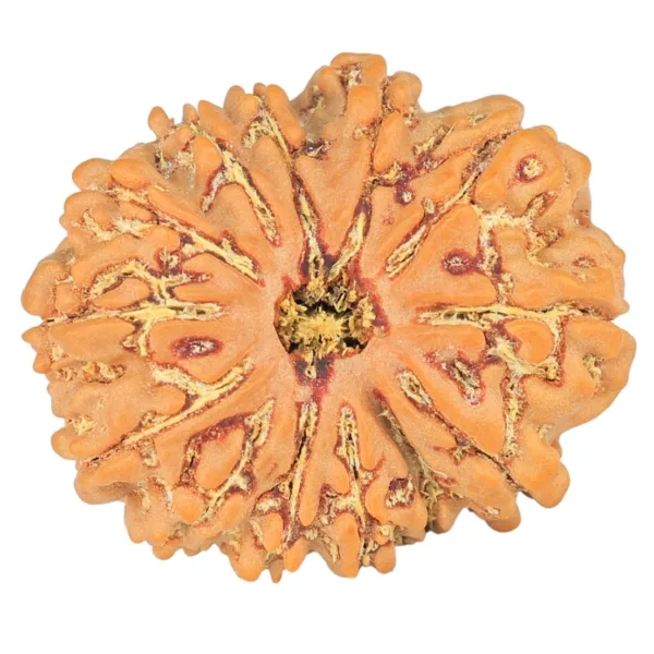 13 Mukhi Rudraksha 25.4mm 4.2gm - Rudraksha