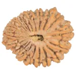 20 Mukhi Rudraksha 29.9mm 5.67gm - Rudraksha