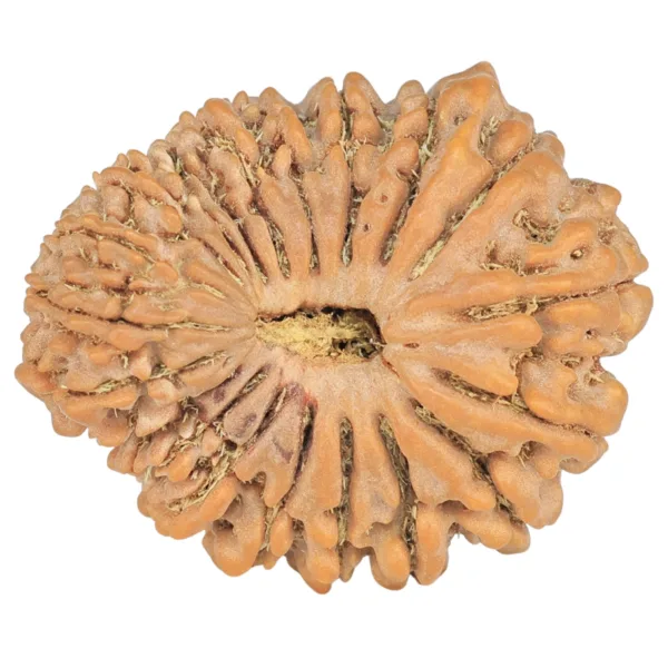 20 Mukhi Rudraksha 29.9mm 5.67gm - Rudraksha