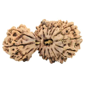 18 Mukhi Gaurishankar 38.5mm 5.49gm - Rudraksha