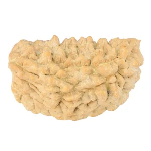 1 Mukhi Rudraksha 34mm 4.87gm - Rudraksha