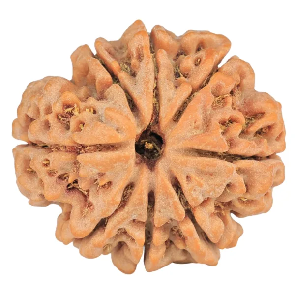 8 Mukhi Rudraksha 28mm 7.06gm - Rudraksha