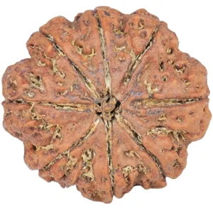 8 Mukhi Rudraksha 28.8mm 7.37gm - Rudraksha