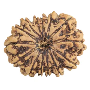 14 Mukhi Rudraksha 26.5mm 3.91gm - Rudraksha