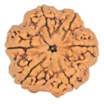 6 Mukhi Rudraksha 32.5mm 7.62gm - Rudraksha