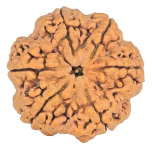 6 Mukhi Rudraksha 32.5mm 7.62gm - Rudraksha