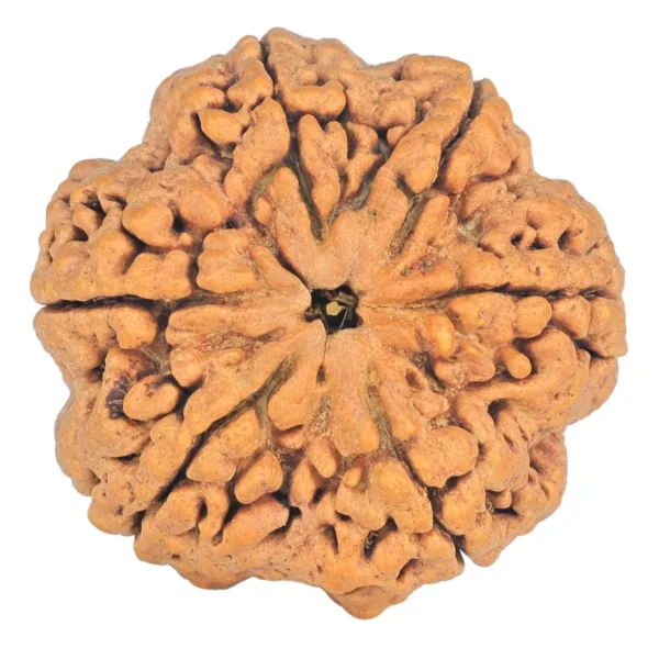 6 Mukhi Rudraksha 32.5mm 7.62gm - Rudraksha