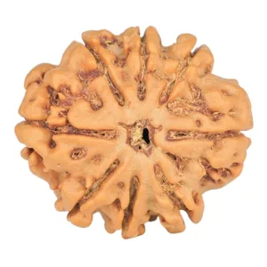 8 Mukhi Rudraksha 20.6mm 2.59gm - Rudraksha