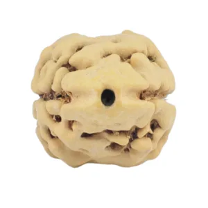 2 Mukhi Rudraksha 22.2mm 1.92gm - Rudraksha