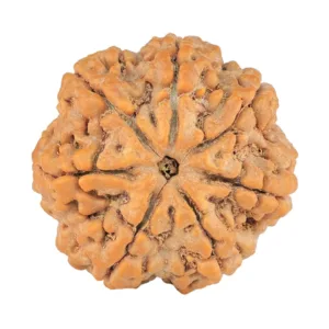 7 Mukhi Rudraksha 28.2mm 7.71gm - Rudraksha