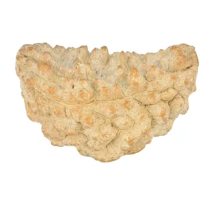 1 Mukhi Rudraksha 29.2mm 2.93gm - Rudraksha