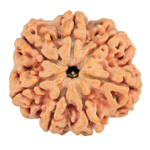 7 Mukhi Rudraksha 28.6mm 7.4gm - Rudraksha
