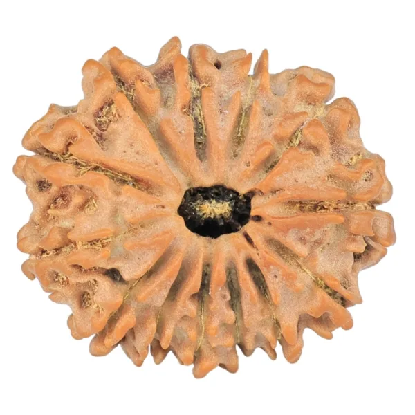 13 Mukhi Rudraksha 24.8mm 3.49gm - Rudraksha