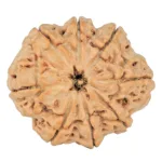 8 Mukhi Rudraksha 28.9mm 6.48gm - Rudraksha