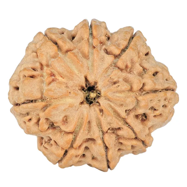 8 Mukhi Rudraksha 28.9mm 6.48gm - Rudraksha