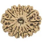 14 Mukhi Rudraksha 30.2mm 5.33gm - Rudraksha