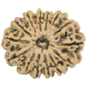 14 Mukhi Rudraksha 30.2mm 5.33gm - Rudraksha