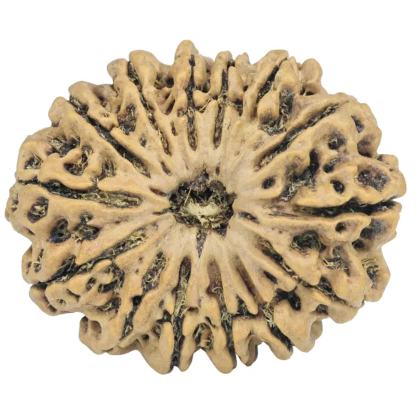 14 Mukhi Rudraksha 30.2mm 5.33gm - Rudraksha