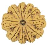 10 Mukhi Rudraksha 36.2mm 11.2gm - Rudraksha