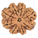 8 Mukhi Rudraksha 29.4mm 5.83gm - Rudraksha