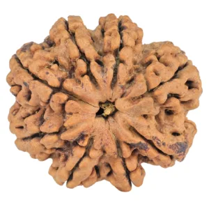 8 Mukhi Rudraksha 29.4mm 5.83gm - Rudraksha