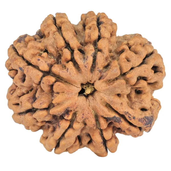 8 Mukhi Rudraksha 29.4mm 5.83gm - Rudraksha