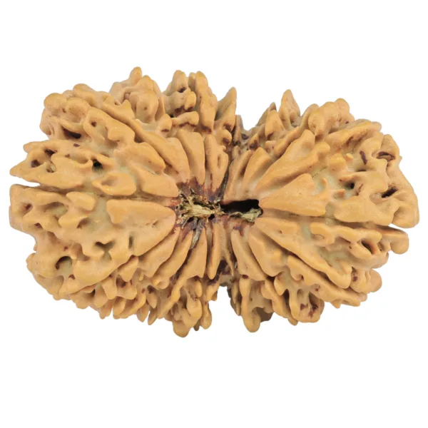 16 MK Gaurishankar 34.8mm 5.92gm - Rudraksha