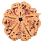 5 Mukhi Rudraksha 30.2mm 8gm - Rudraksha