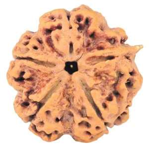 5 Mukhi Rudraksha 30.2mm 8gm