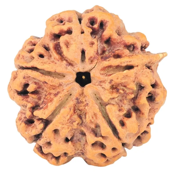 5 Mukhi Rudraksha 30.2mm 8gm - Rudraksha