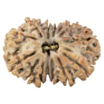 14 Mk Gaurishankar 27.9mm 4.42gm - Rudraksha