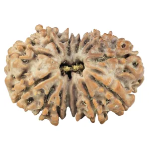 14 Mk Gaurishankar 27.9mm 4.42gm - Rudraksha