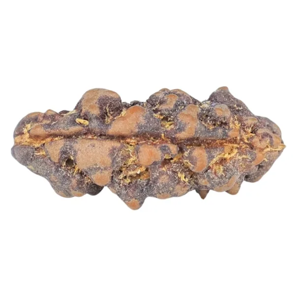 1 Mukhi Rudraksha 18.8mm 0.53gm - Rudraksha